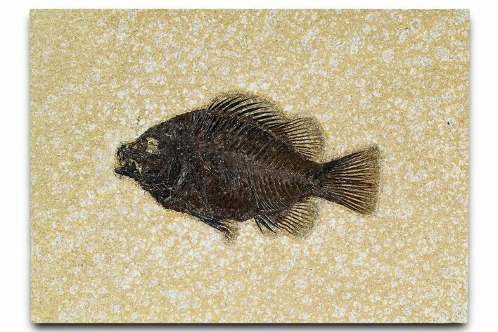 Detailed Fossil Fish (Cockerellites) - Wyoming #370862
